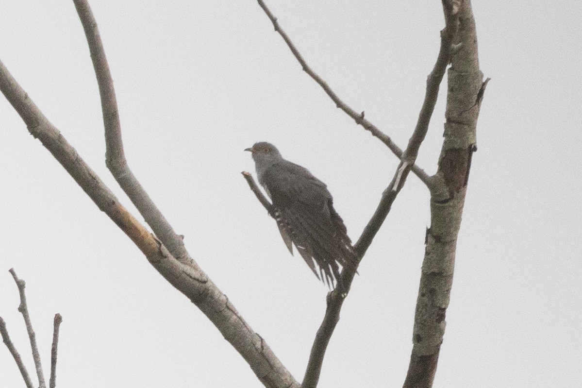 Common Cuckoo - ML609856991