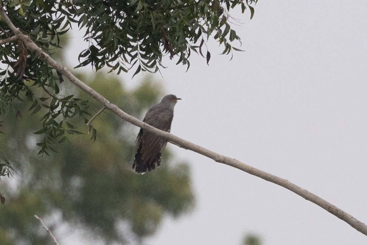 Common Cuckoo - ML609856992