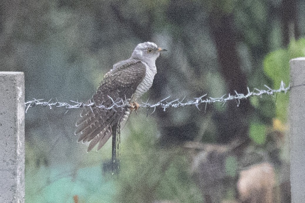 Common Cuckoo - ML609856994