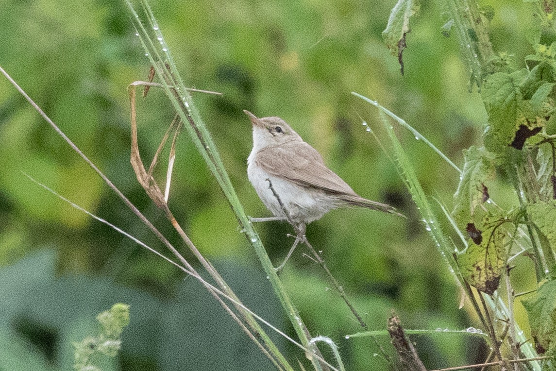 Sykes's Warbler - ML609857027