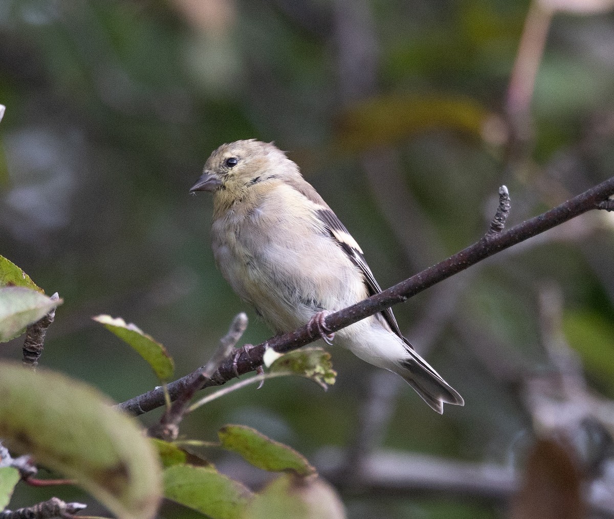 American Goldfinch - ML609857074