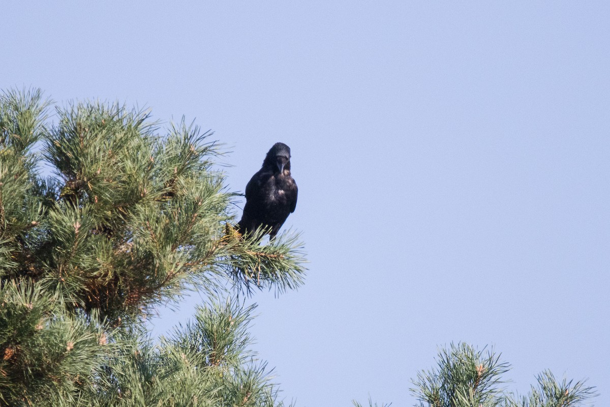 Carrion Crow - ML609857083