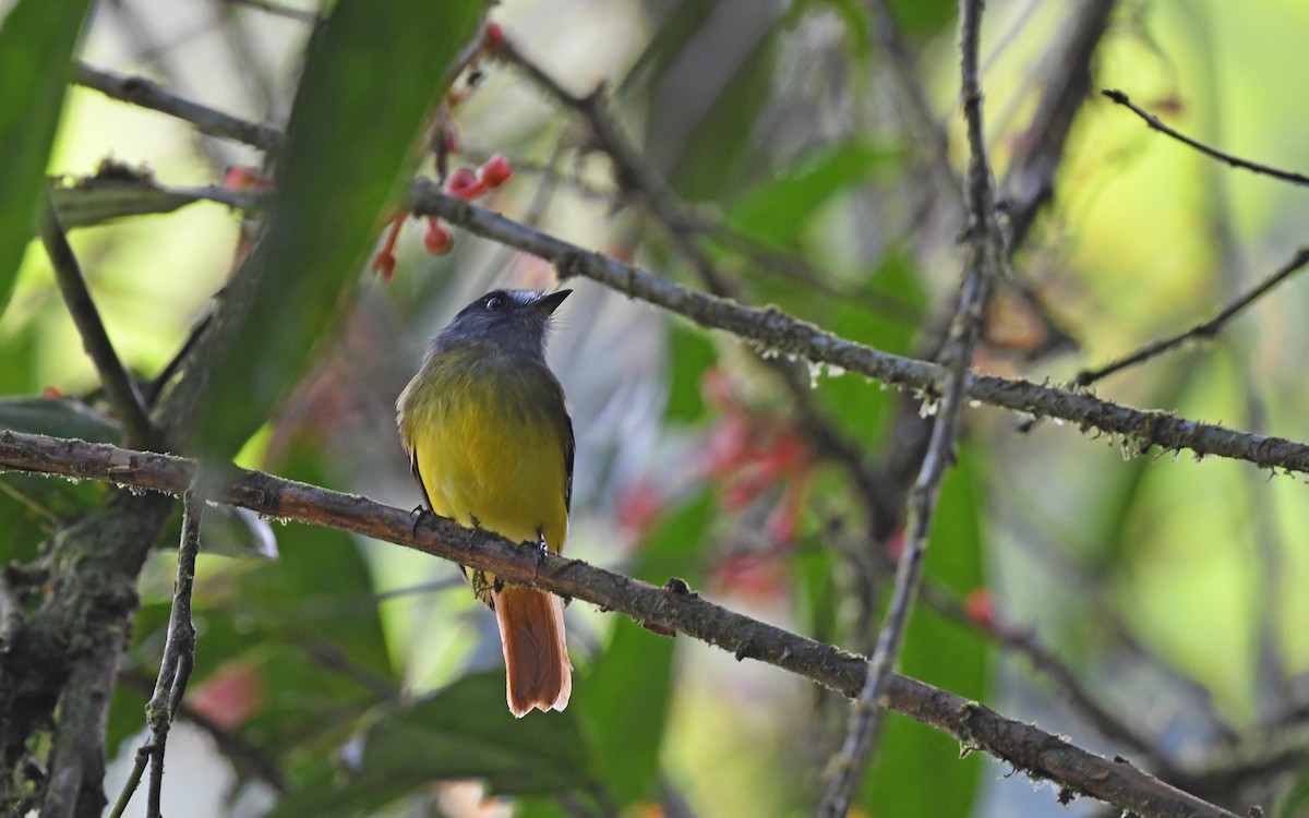 Ornate Flycatcher - ML609857142