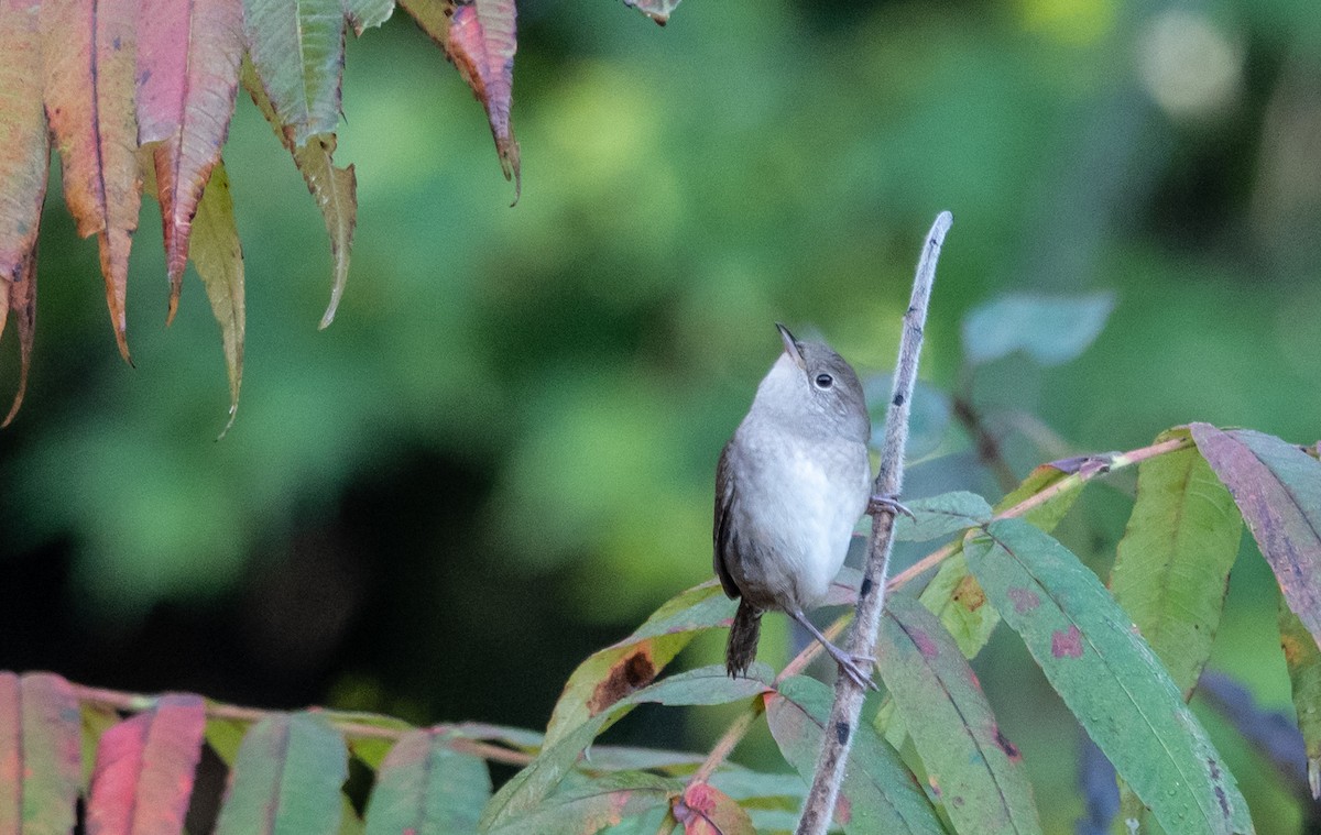 House Wren - ML609857176