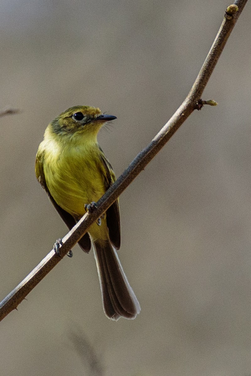 Minas Gerais Tyrannulet - ML609857220