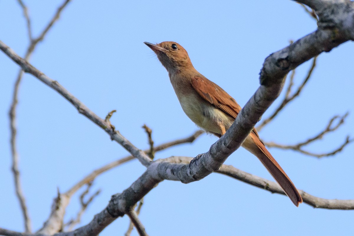 Ash-throated Casiornis - ML609857242