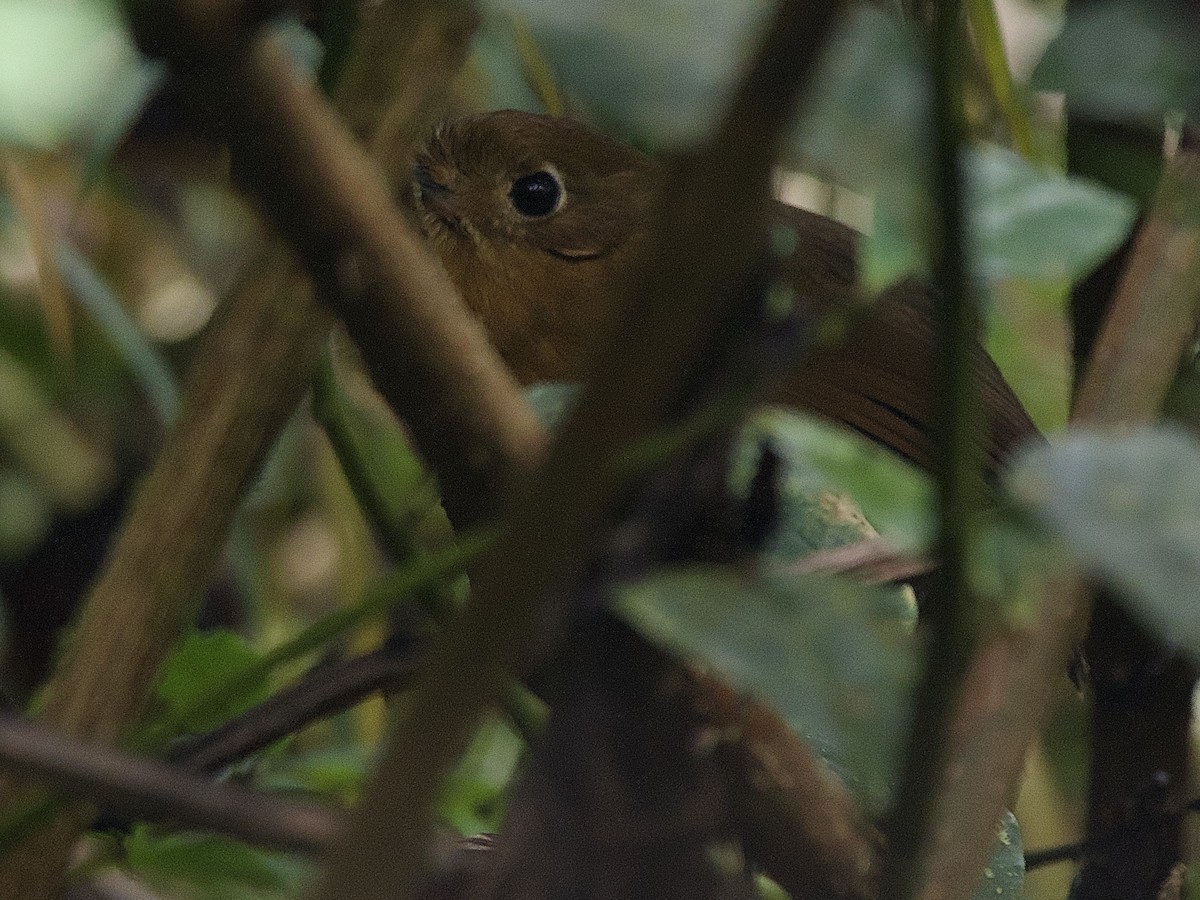 Bolivian Antpitta - ML609857395