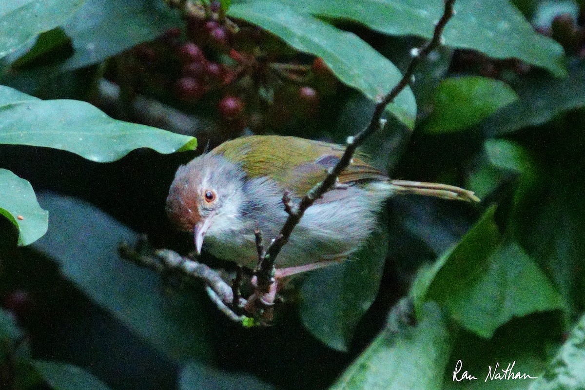 Common Tailorbird - ML609857417