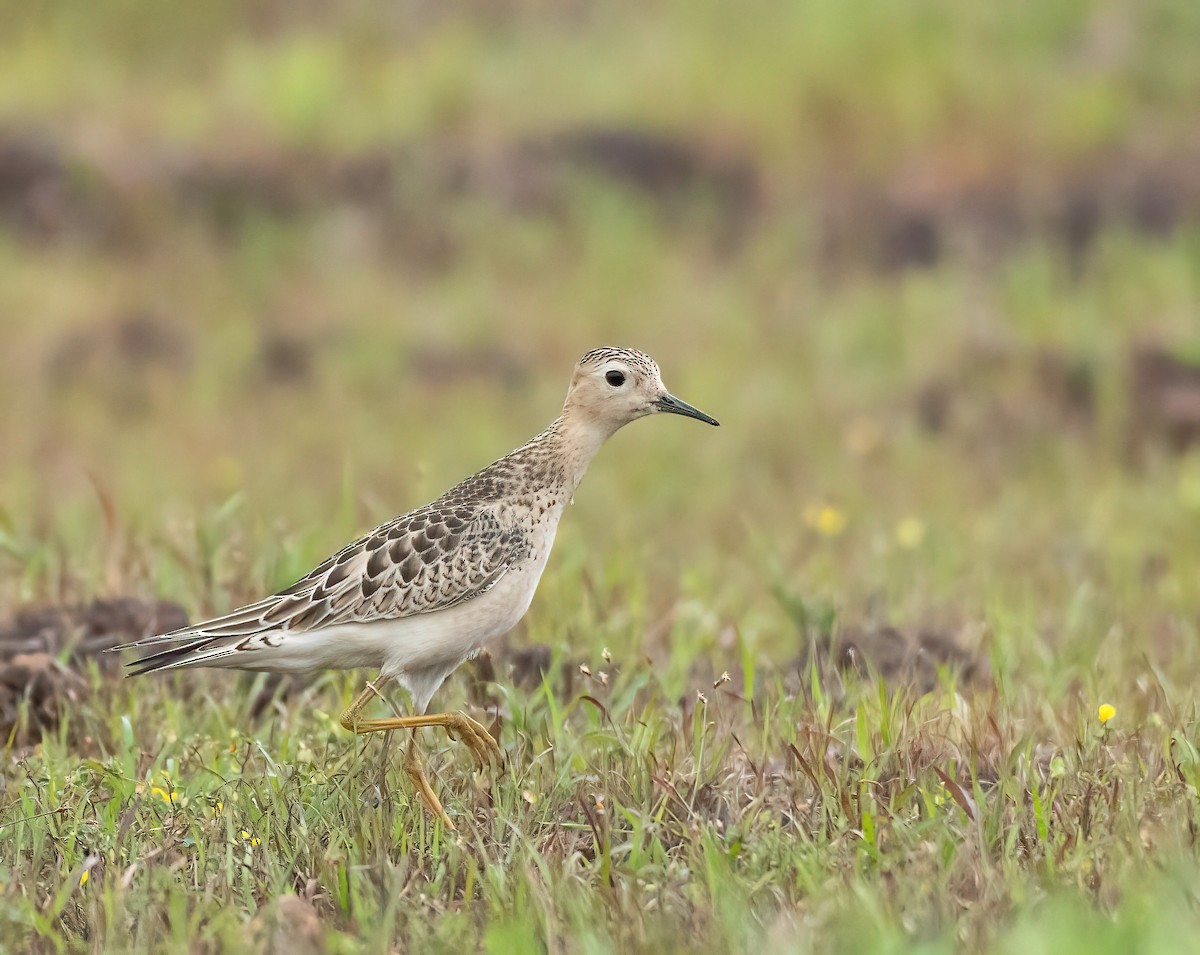 Buff-breasted Sandpiper - ML609857420