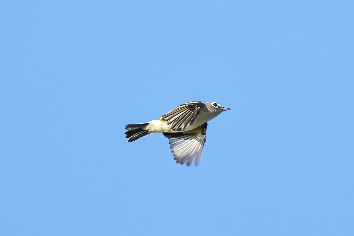 Blue-headed Vireo - ML609857422