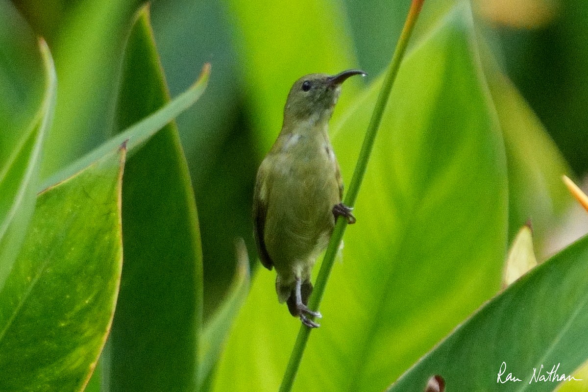 Little Spiderhunter - ML609857423