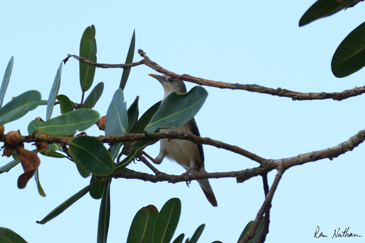 Chestnut-tailed Starling - ML609857444
