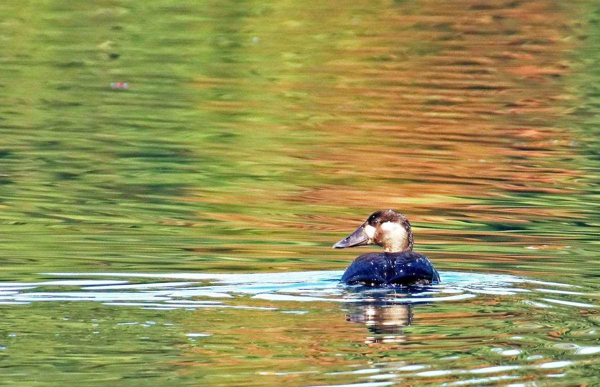 Surf Scoter - ML609857548