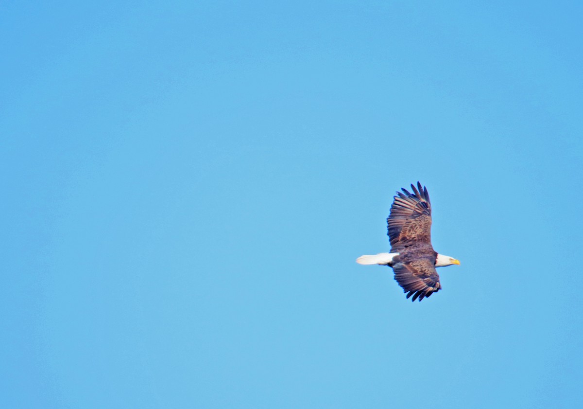 Bald Eagle - ML609857560