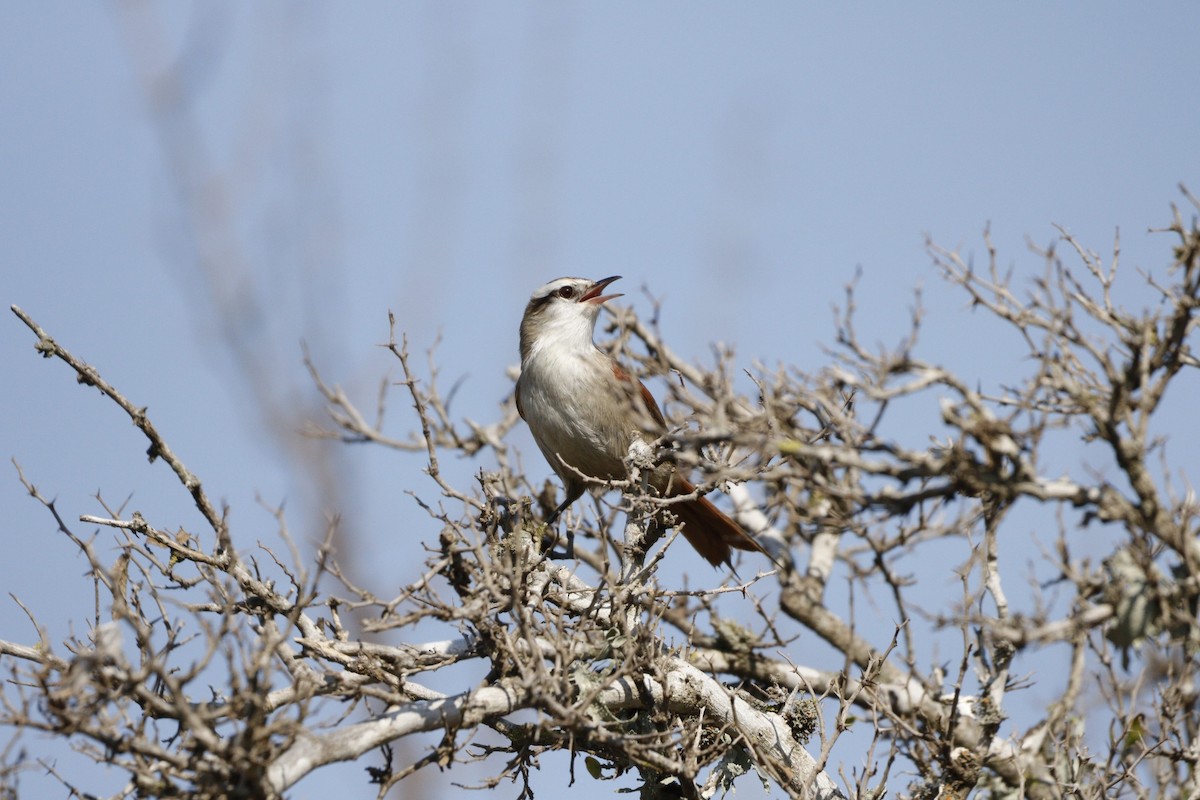 Stripe-crowned Spinetail - ML609857589