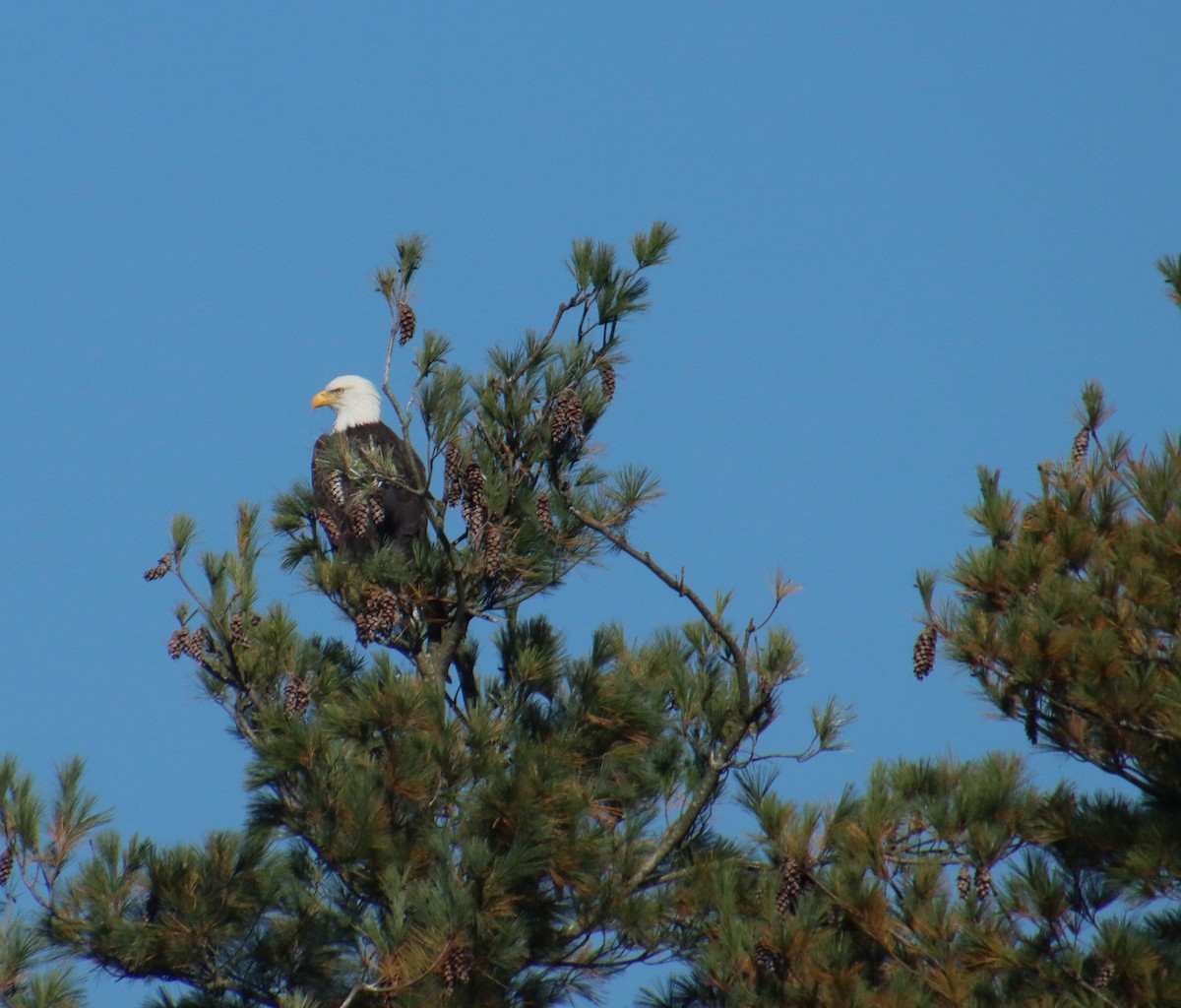 Bald Eagle - ML609857598