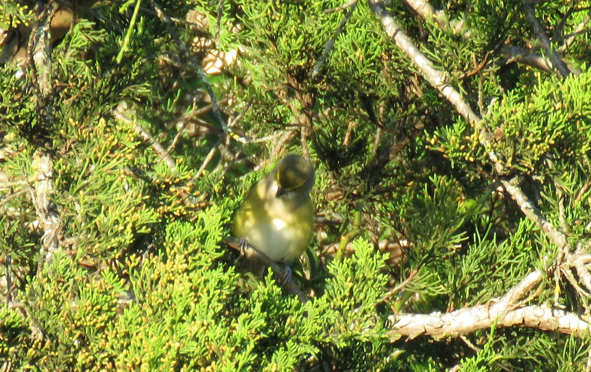 White-eyed Vireo - ML609857622