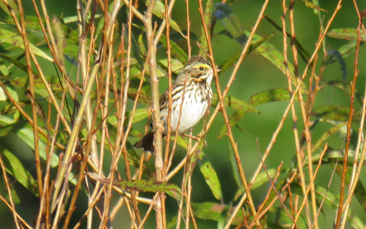 Savannah Sparrow - ML609857629