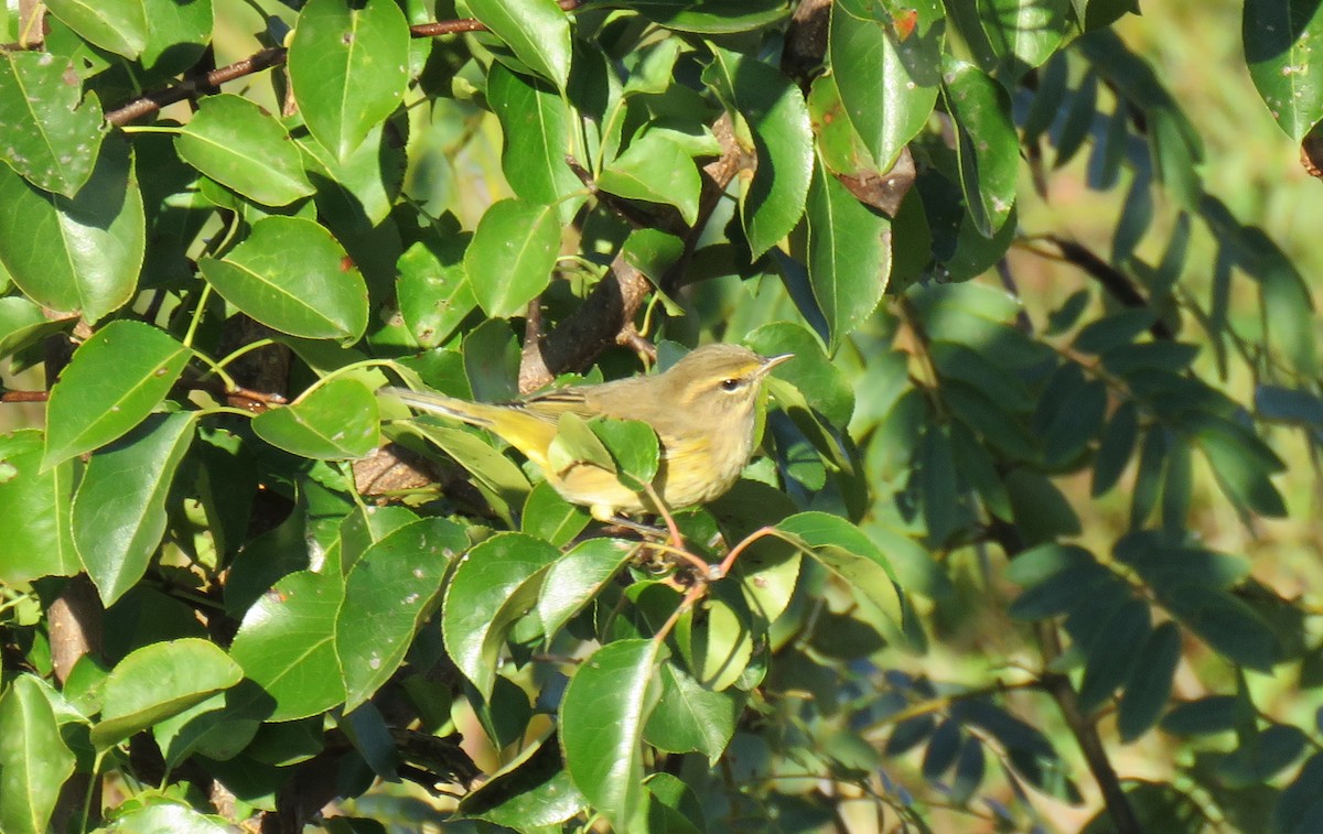 Palm Warbler - ML609857632