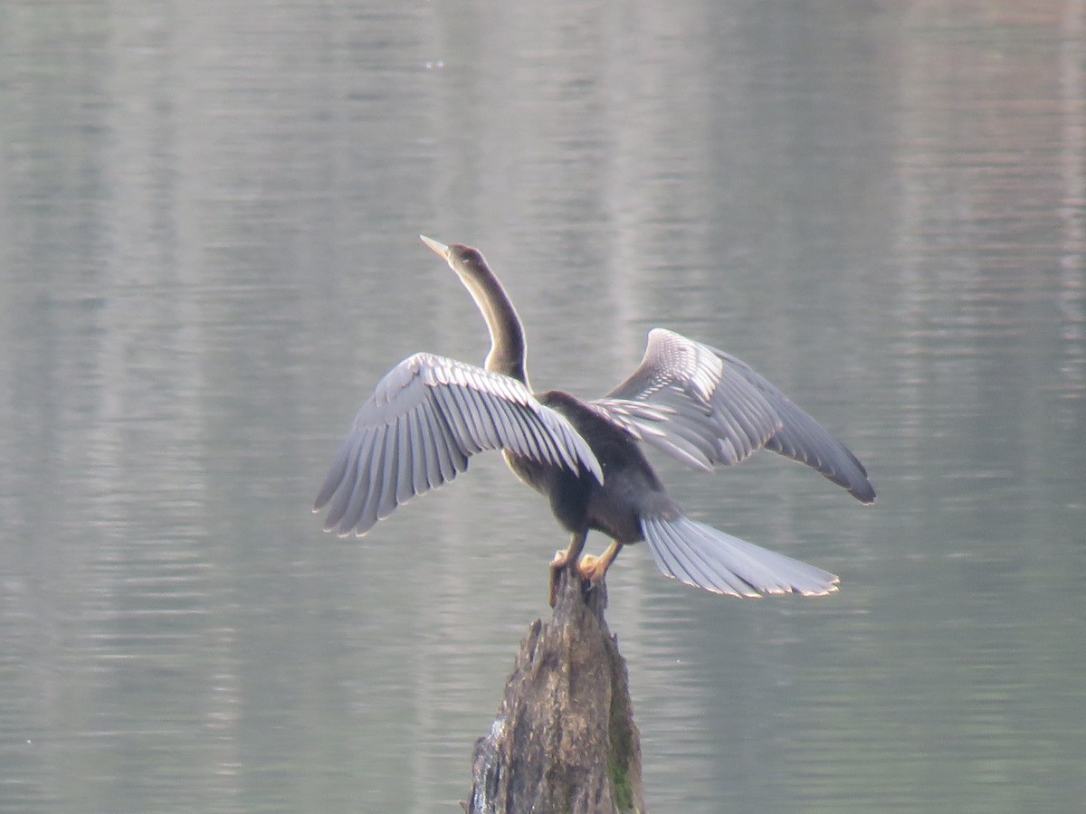 anhinga americká - ML609857713