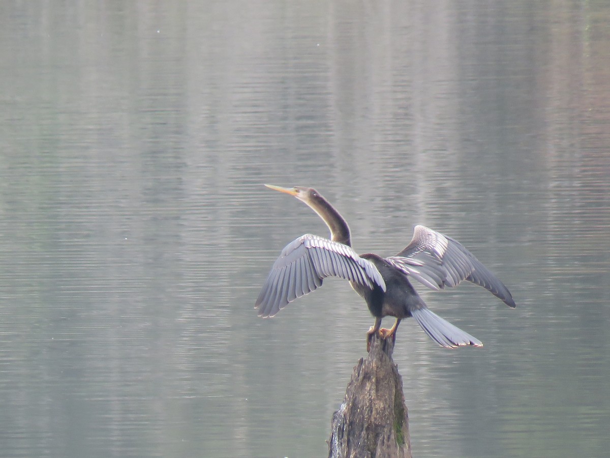 anhinga americká - ML609857714