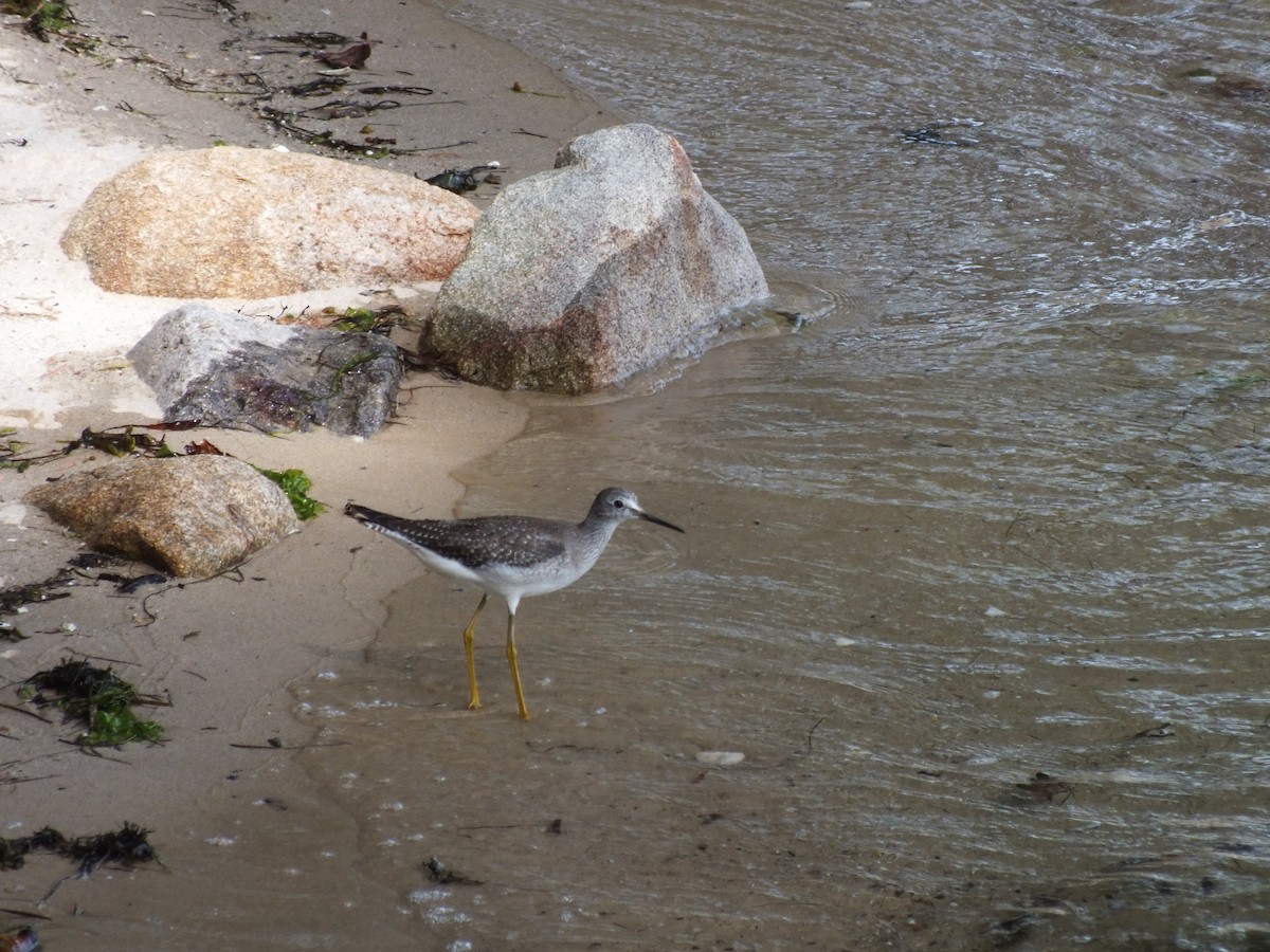 Lesser Yellowlegs - Gael Hurtado Barreiro