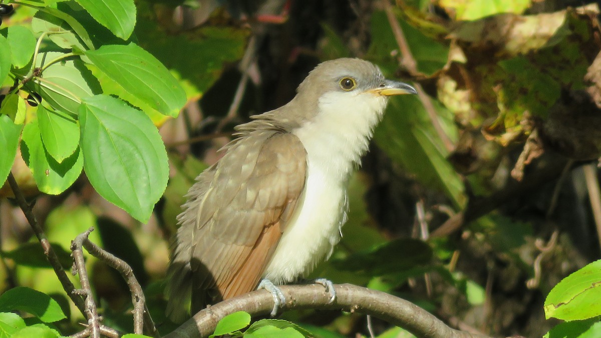 Yellow-billed Cuckoo - ML609857764