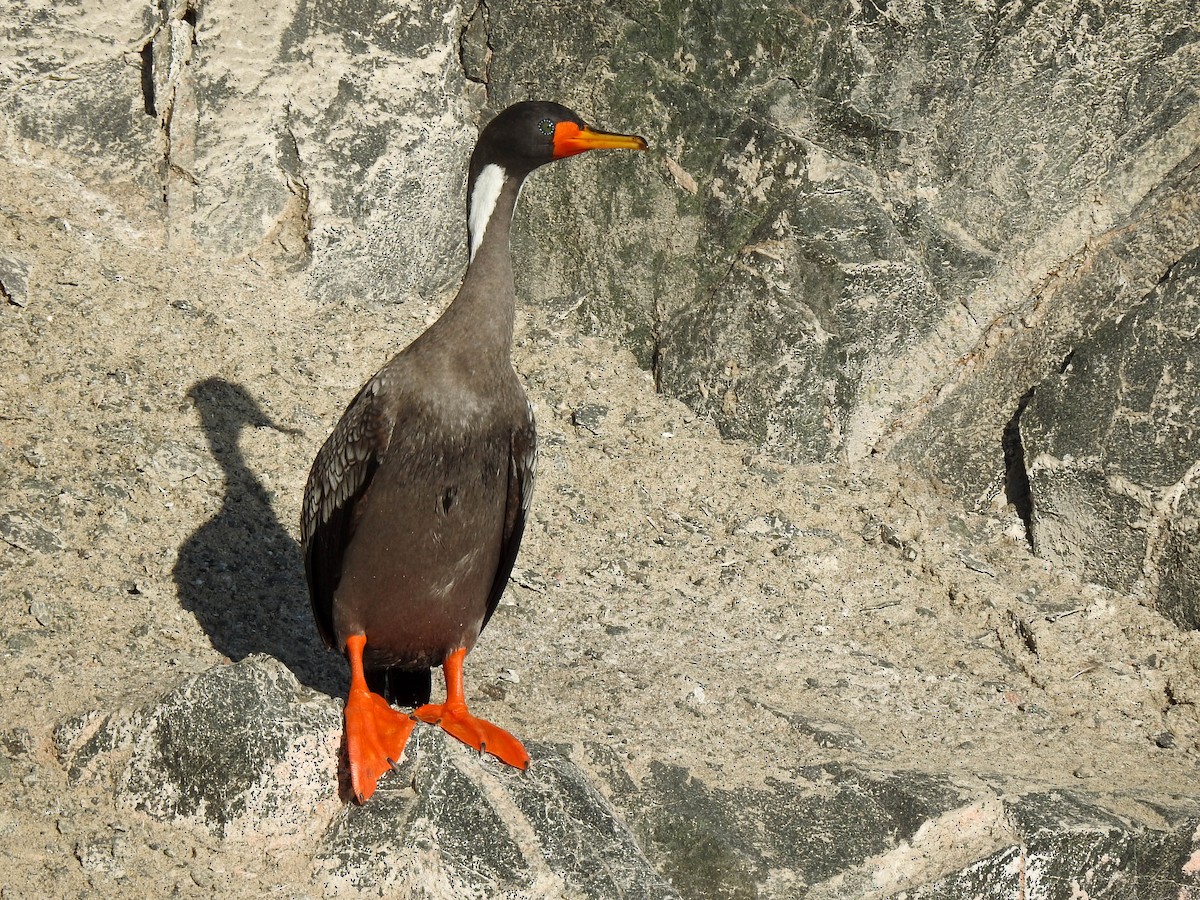 Red-legged Cormorant - Renato Huayanca M. - CORBIDI