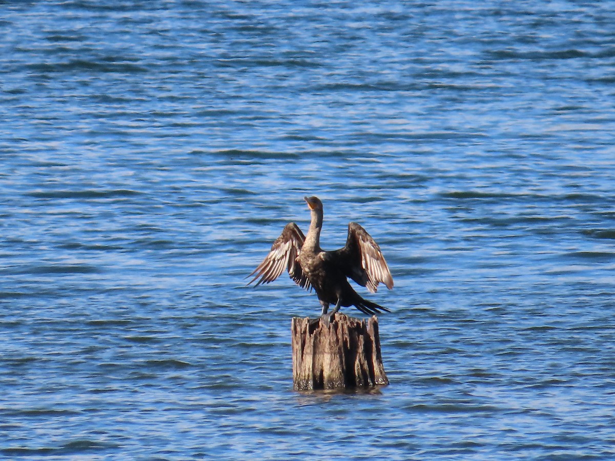 Double-crested Cormorant - Bill  Lapp