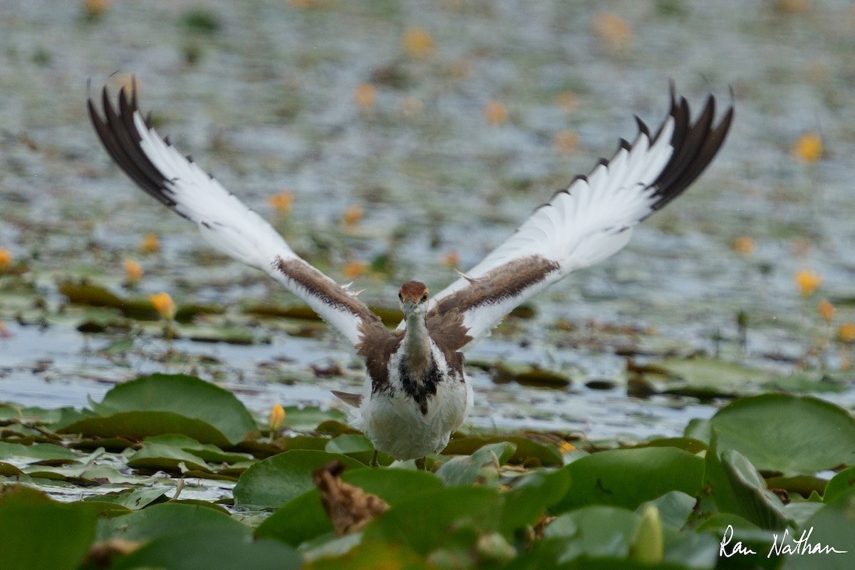 Pheasant-tailed Jacana - Ran Nathan