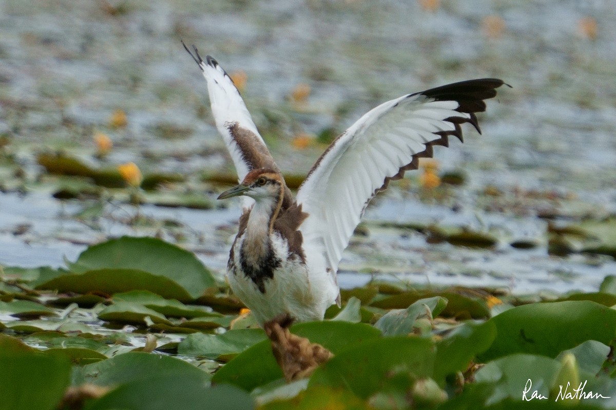 Pheasant-tailed Jacana - ML609857893