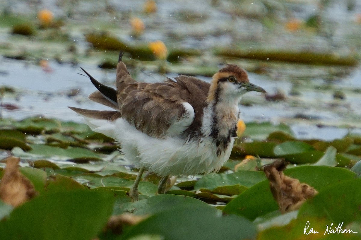 Pheasant-tailed Jacana - ML609857902