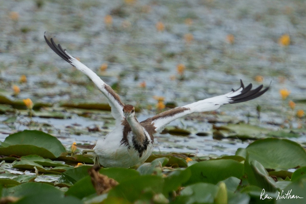 Pheasant-tailed Jacana - ML609857920