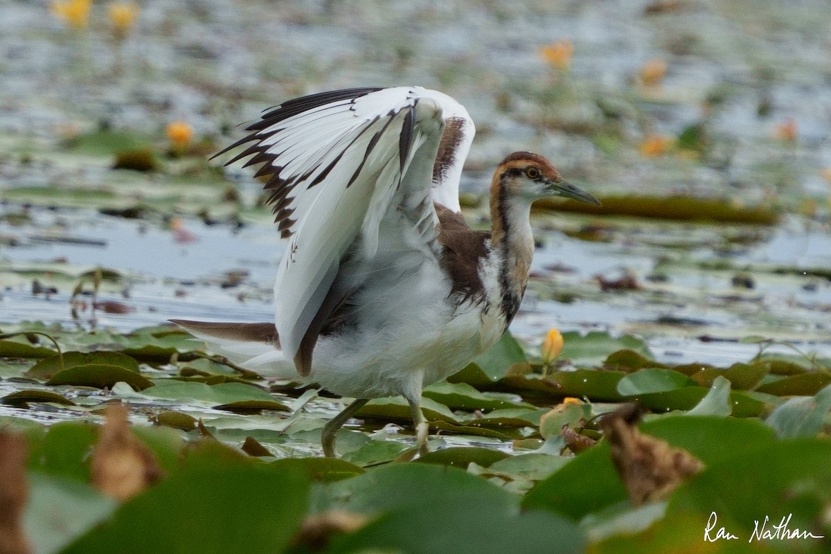 Pheasant-tailed Jacana - ML609857921