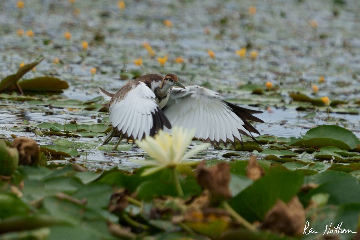 Jacana à longue queue - ML609857922