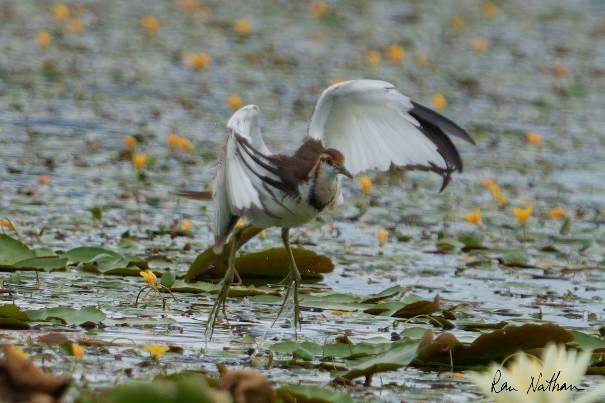 Jacana à longue queue - ML609857927