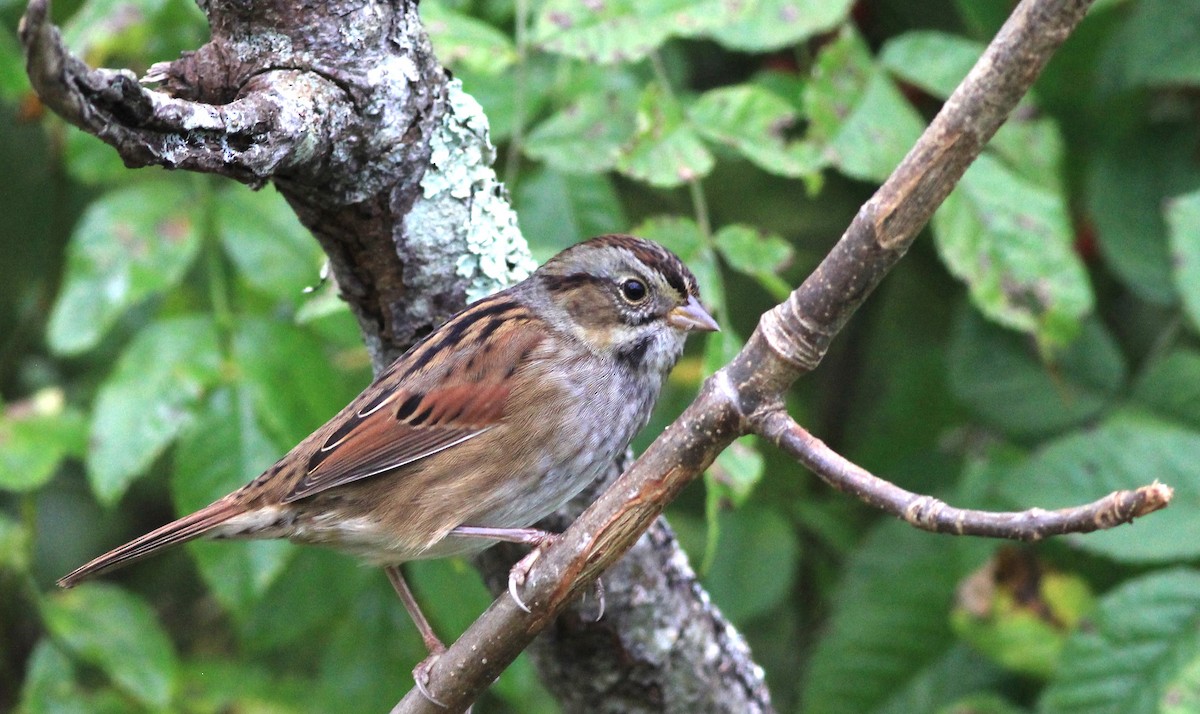 Swamp Sparrow - ML609857967