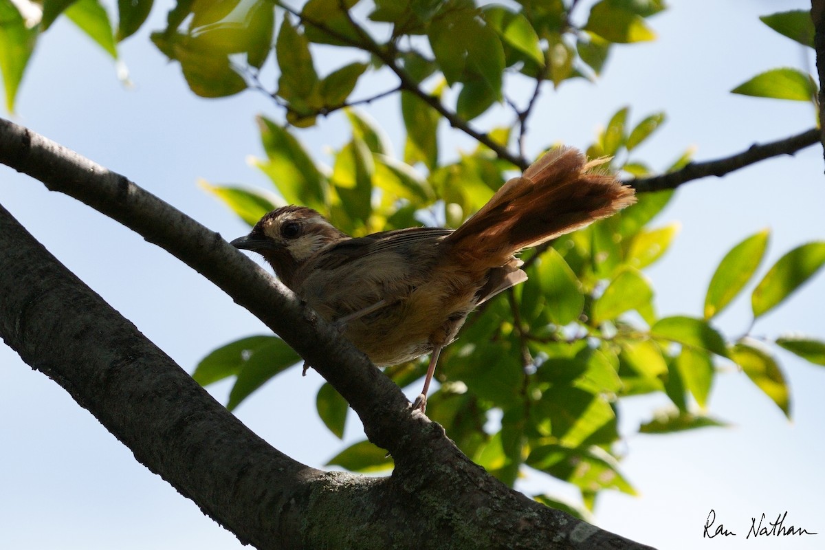 White-browed Laughingthrush - ML609857969