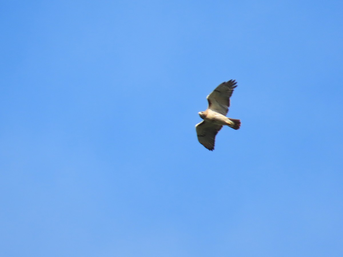 Red-tailed Hawk - Bill  Lapp