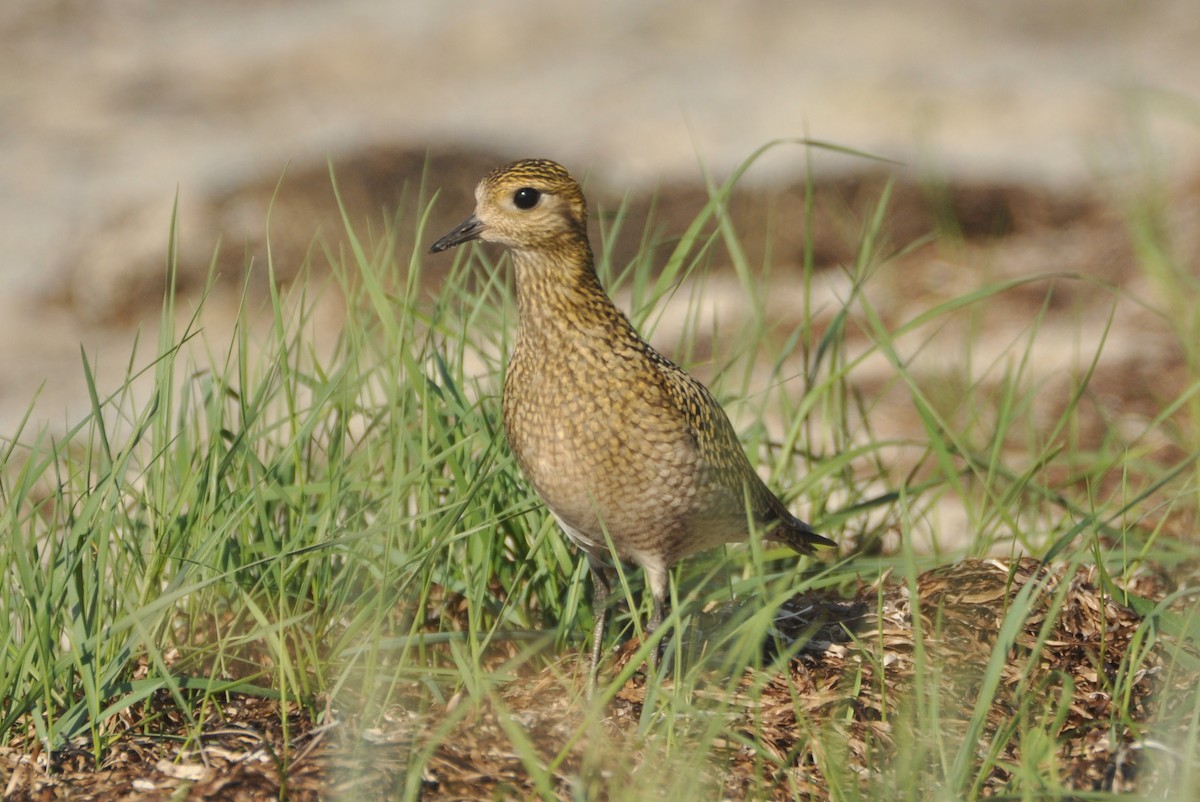 European Golden-Plover - Łukasz Krajewski