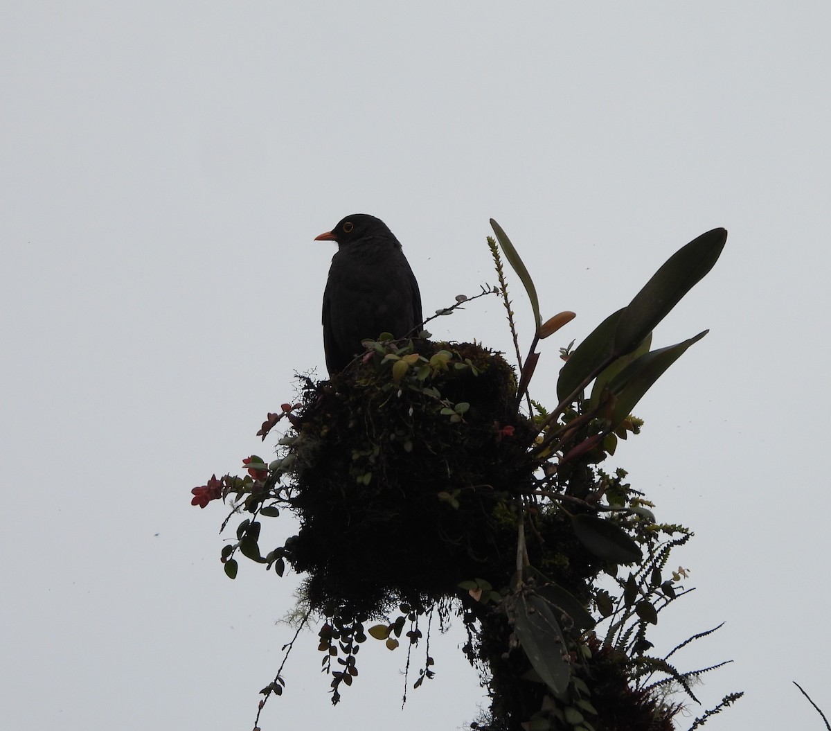 Great Thrush - Albeiro Erazo Farfán