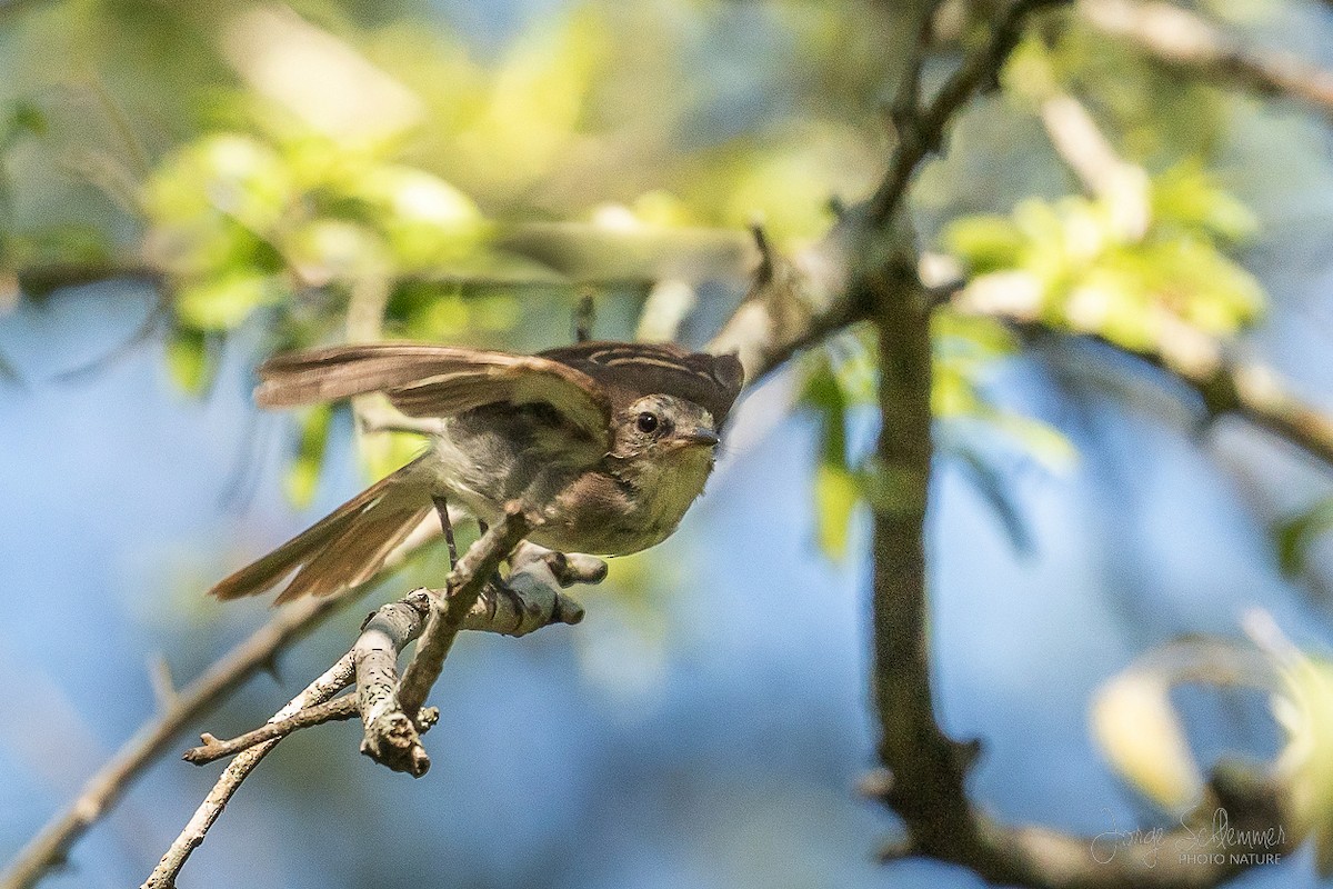 Fuscous Flycatcher - Jorge Claudio Schlemmer