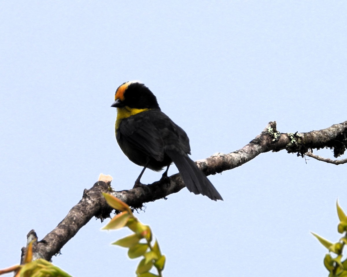 Pale-naped Brushfinch - ML609858094