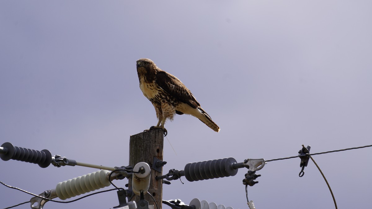 Red-tailed Hawk - ML609858103