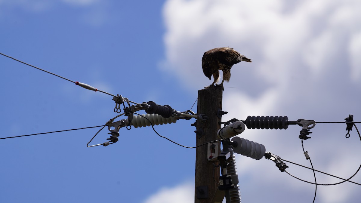 Red-tailed Hawk - ML609858106