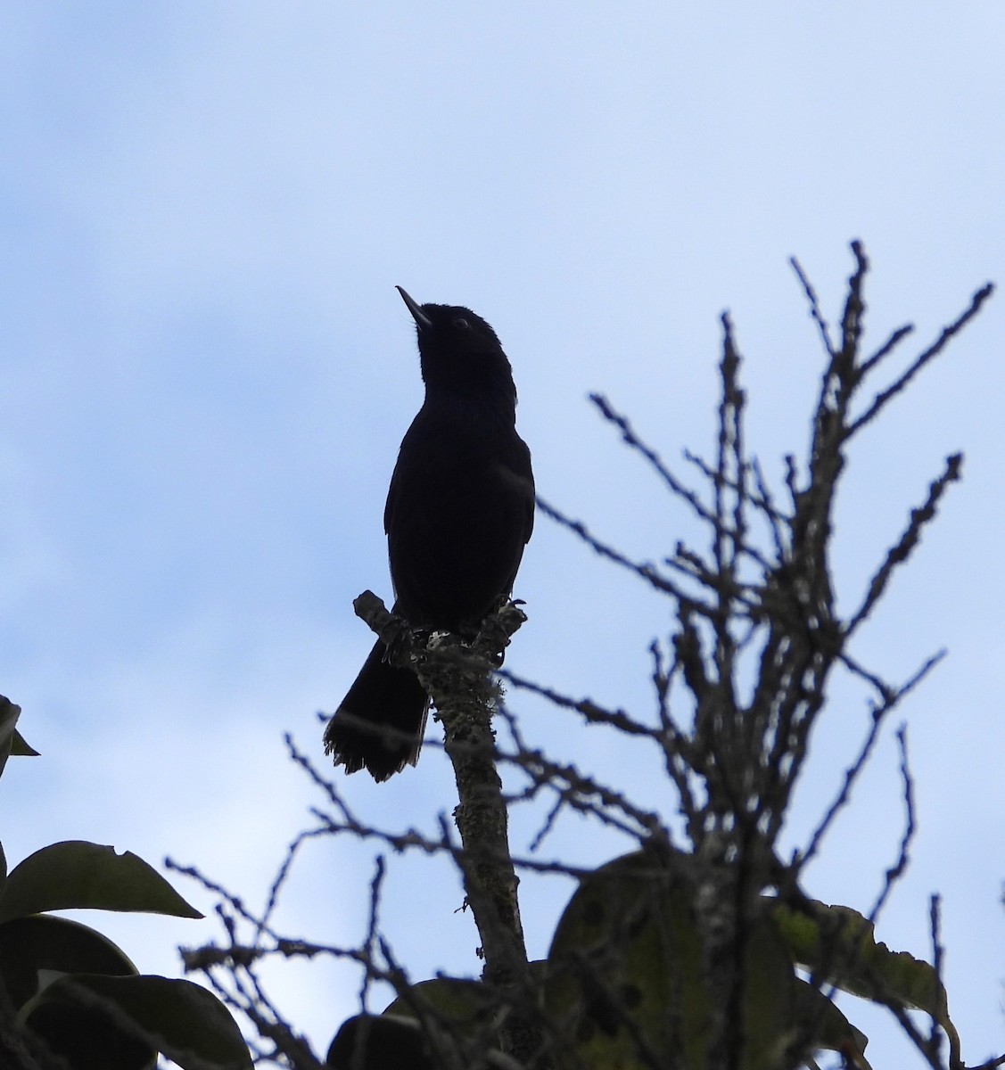 Masked Flowerpiercer - ML609858156