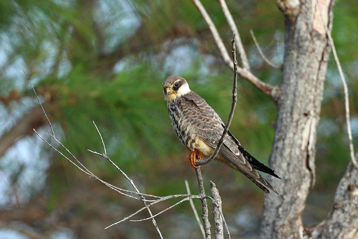 Amur Falcon - ML609858195