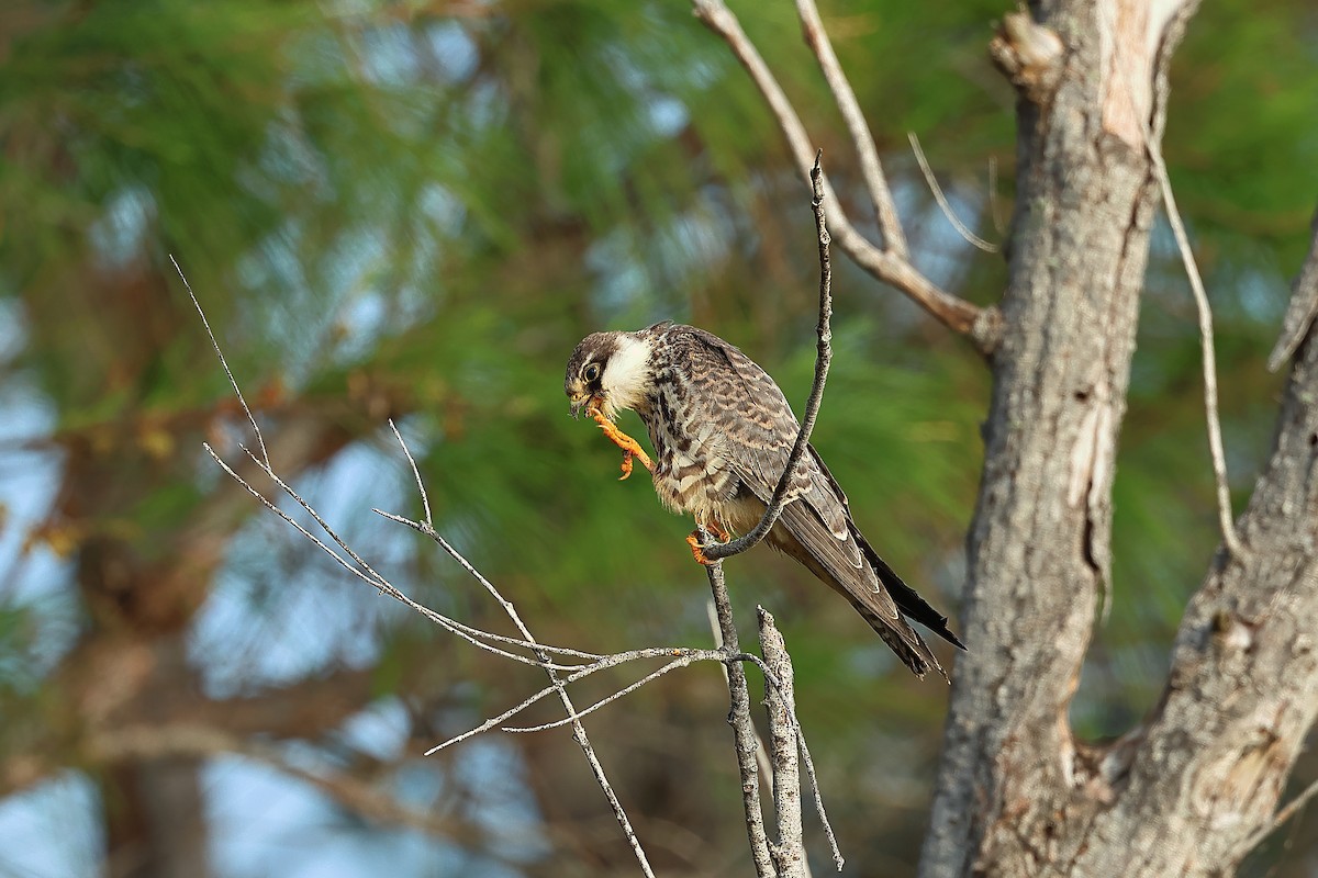 Amur Falcon - ML609858213