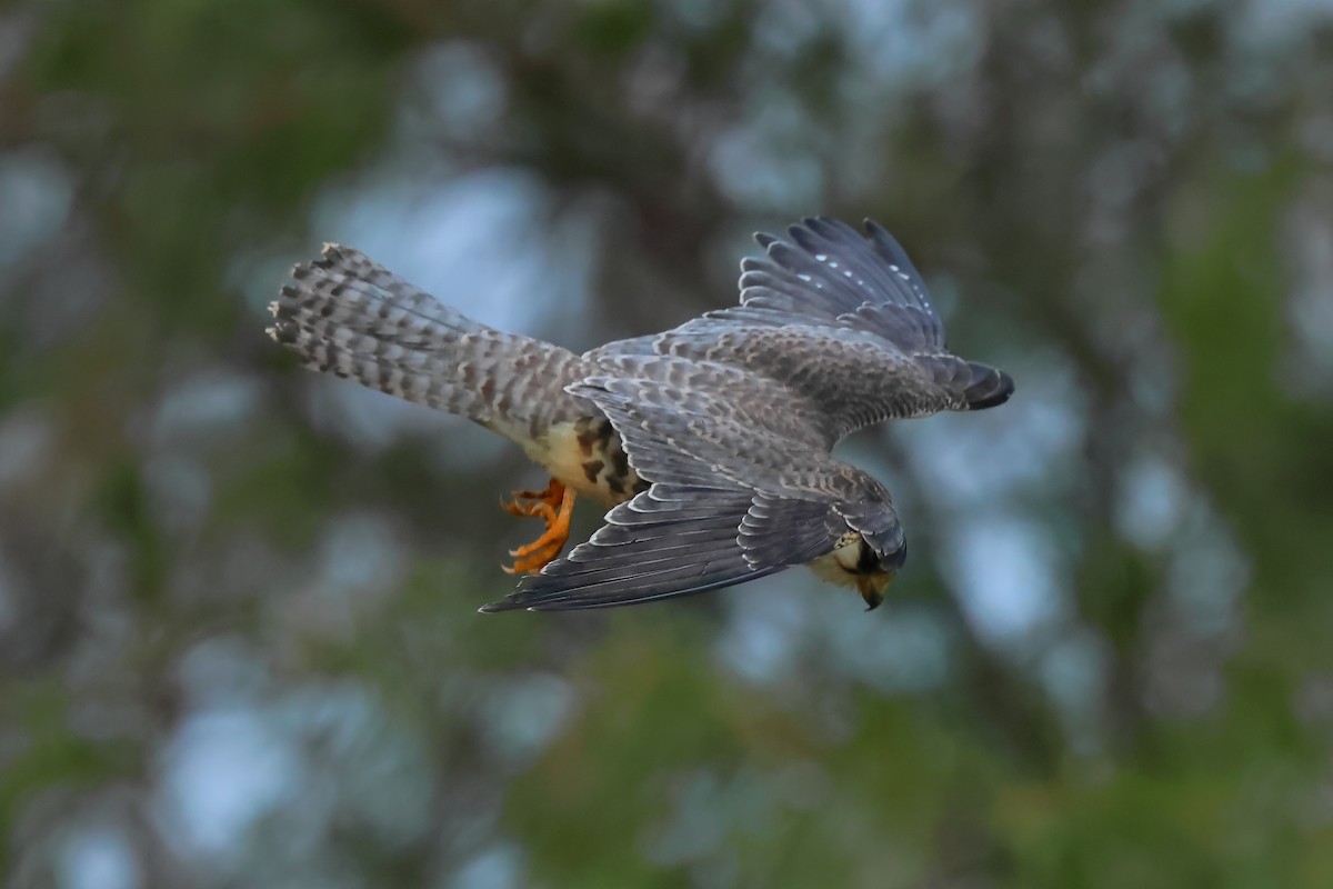 Amur Falcon - ML609858235