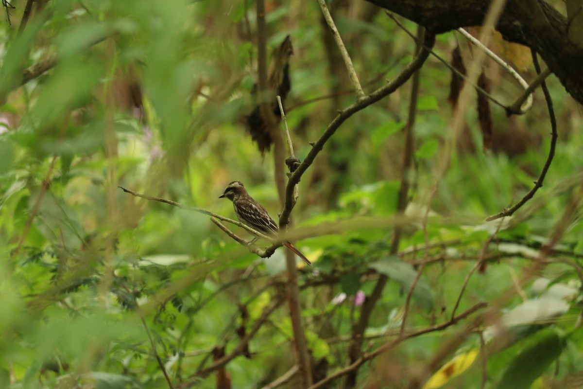 Variegated Flycatcher - Davi Mota